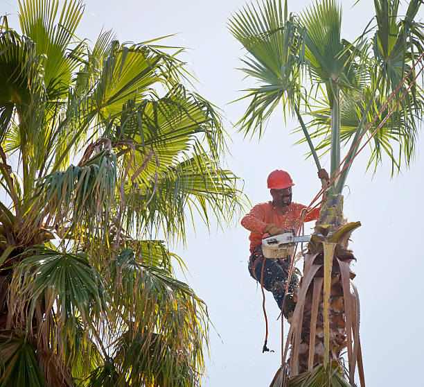 Best Lawn Maintenance Plans  in Merritt Island, FL
