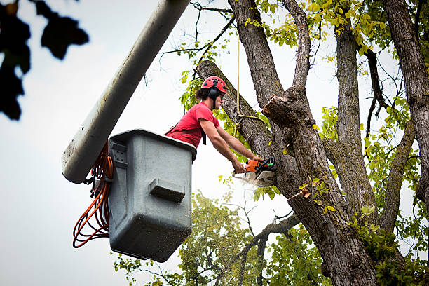 Leaf Removal in Merritt Island, FL